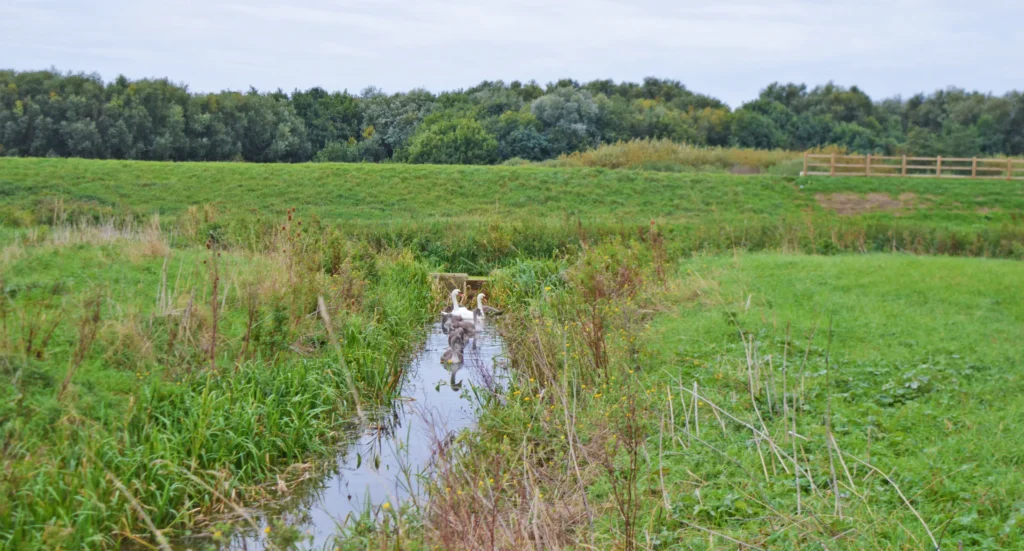 Stanground Wash